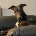 Whippet