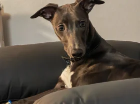 Whippet