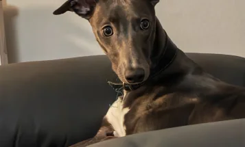 Whippet