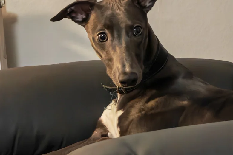 Whippet