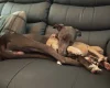 Whippet