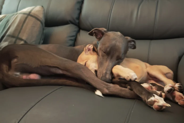Whippet