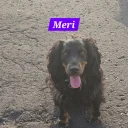 Cocker Spaniel (Working)