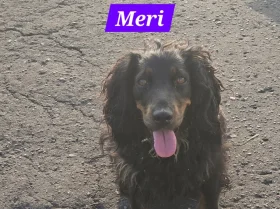Cocker Spaniel (Working)