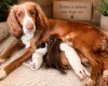 Cocker Spaniel (Working)