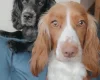 Cocker Spaniel (Working)