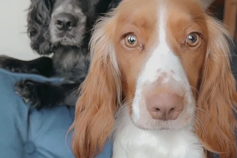 Cocker Spaniel (Working)