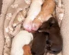 Cocker Spaniel (Working)