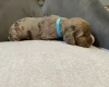 Cocker Spaniel (Show)