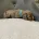 Cocker Spaniel (Show)