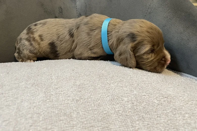 Cocker Spaniel (Show)