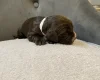Cocker Spaniel (Show)