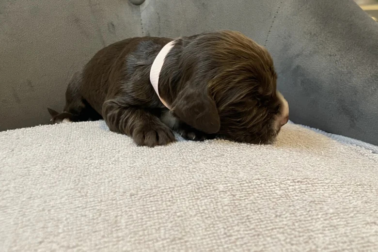 Cocker Spaniel (Show)