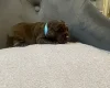Cocker Spaniel (Show)