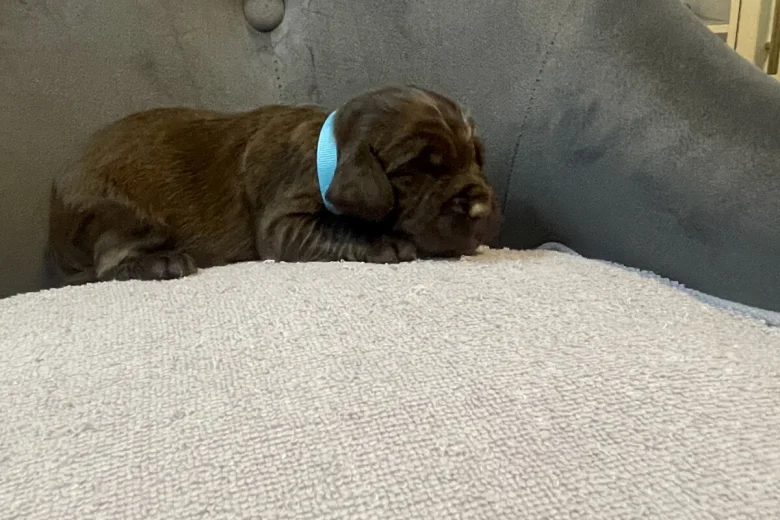 Cocker Spaniel (Show)