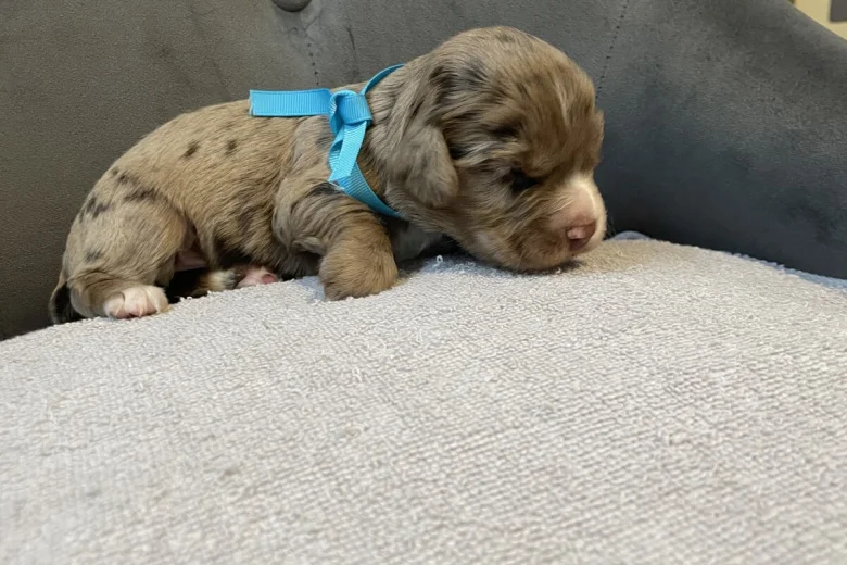 Cocker Spaniel (Show)