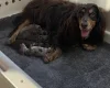 Cocker Spaniel (Show)