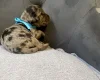 Cocker Spaniel (Show)