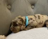 Cocker Spaniel (Show)