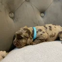 Cocker Spaniel (Show)