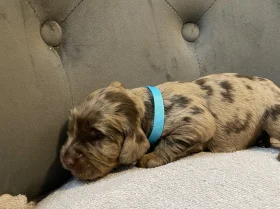 Cocker Spaniel (Show)