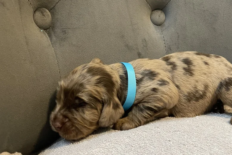 Cocker Spaniel (Show)