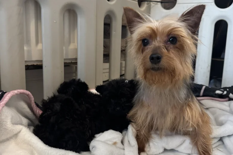 Yorkshire Terrier
