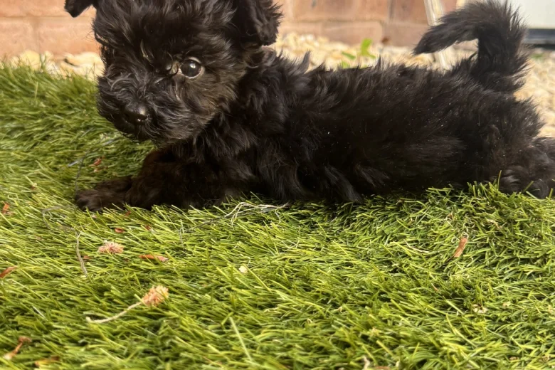 Yorkshire Terrier
