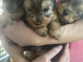 Yorkshire Terrier