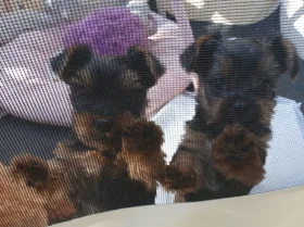 Yorkshire Terrier