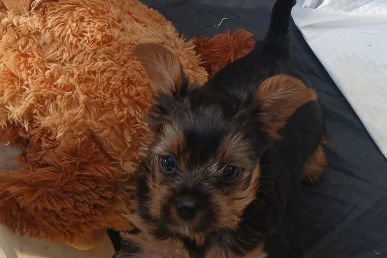 Yorkshire Terrier