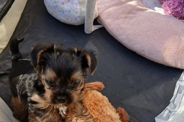 Yorkshire Terrier