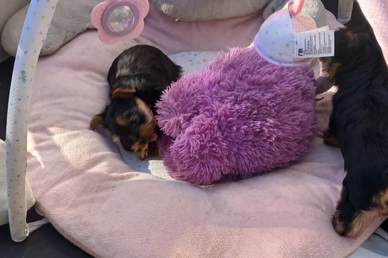 Yorkshire Terrier