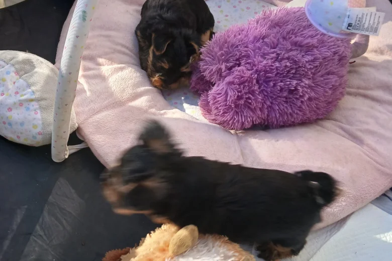 Yorkshire Terrier