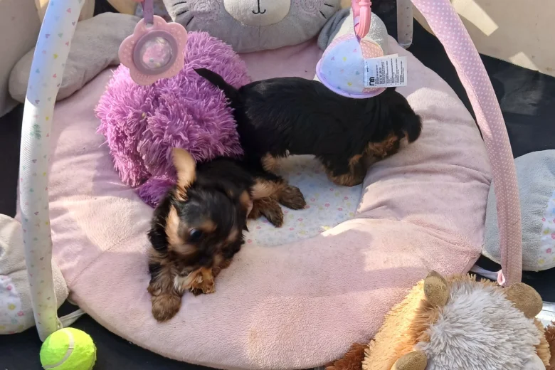 Yorkshire Terrier