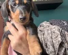 Dachshund (Miniature Smooth Haired)