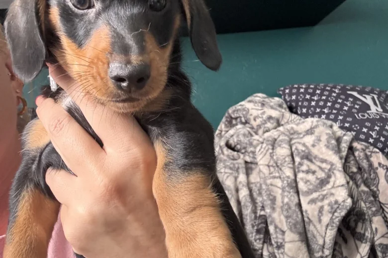 Dachshund (Miniature Smooth Haired)
