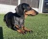 Dachshund (Miniature Smooth Haired)