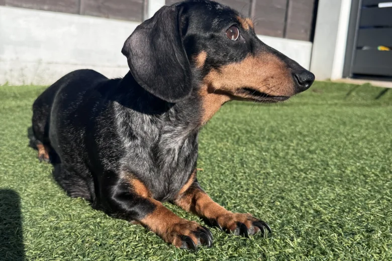 Dachshund (Miniature Smooth Haired)
