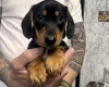 Dachshund (Miniature Smooth Haired)