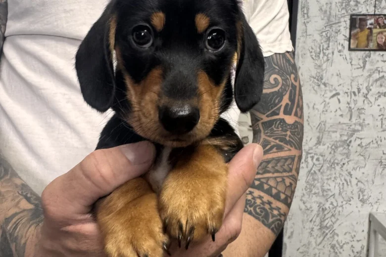 Dachshund (Miniature Smooth Haired)