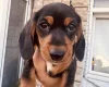 Dachshund (Miniature Smooth Haired)