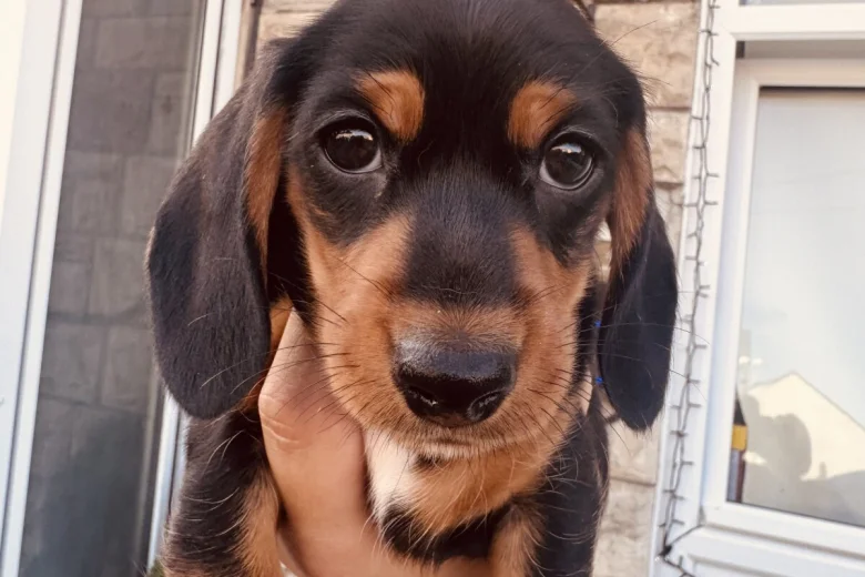 Dachshund (Miniature Smooth Haired)