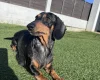 Dachshund (Miniature Smooth Haired)