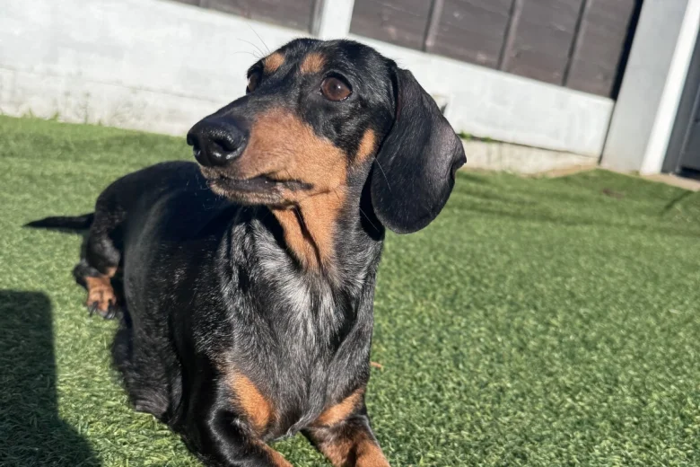 Dachshund (Miniature Smooth Haired)