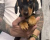 Dachshund (Miniature Smooth Haired)