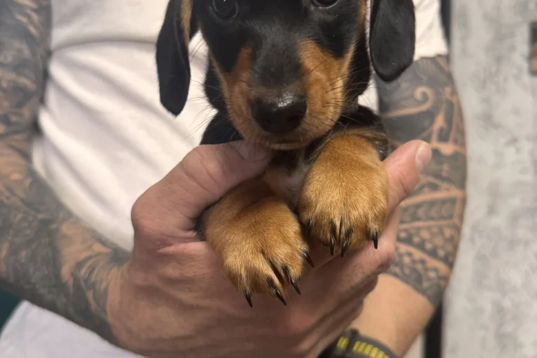 Dachshund (Miniature Smooth Haired)