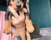 Dachshund (Miniature Smooth Haired)