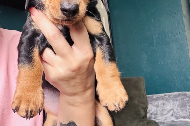 Dachshund (Miniature Smooth Haired)
