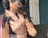 Dachshund (Miniature Smooth Haired)
